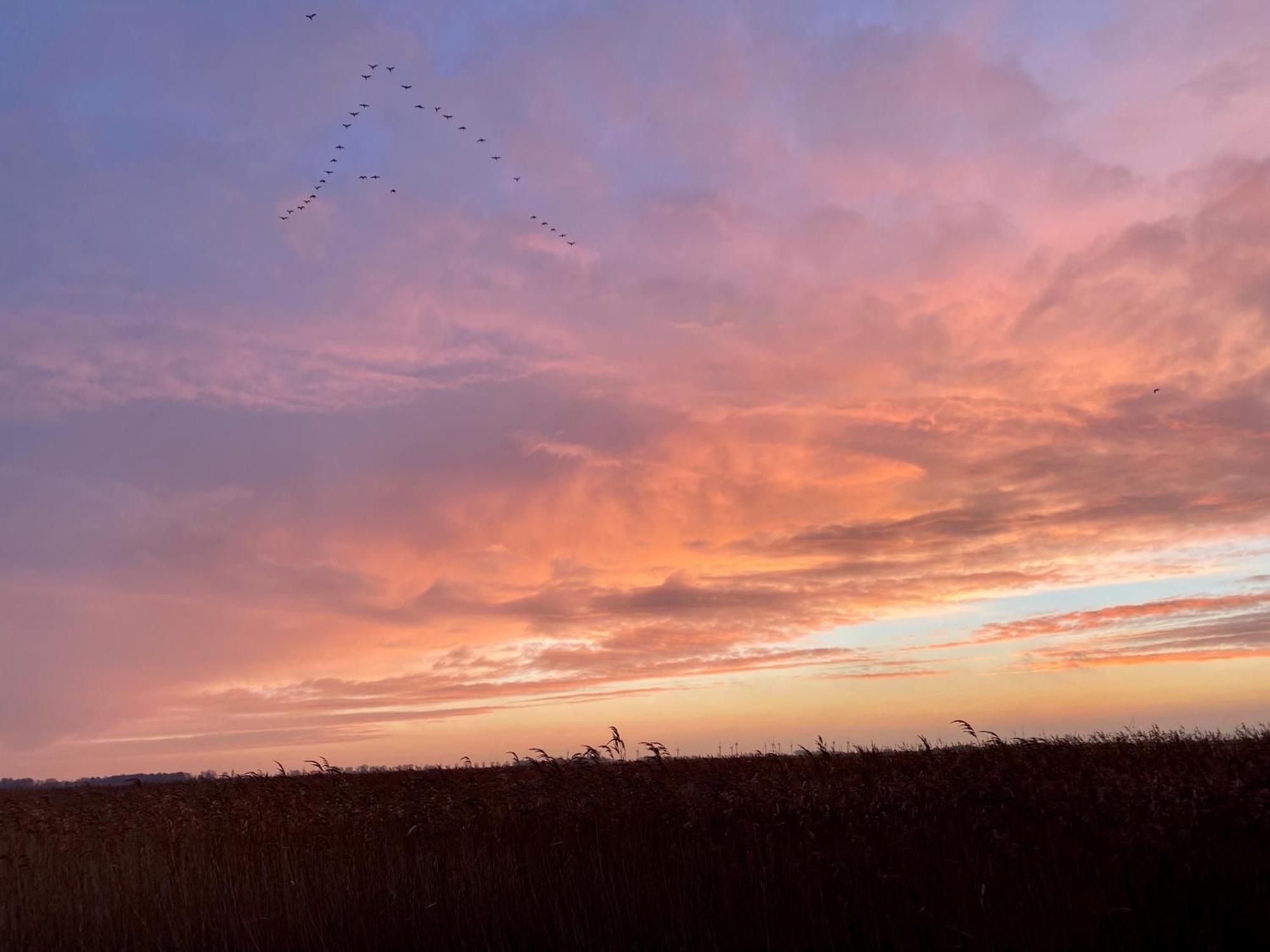 Deichkoje12 Direkt Am Eiderdeich Nur 7 Km Bis Zur Nordsee Und 20 Min Bis Sankt Peter Ording Tönning Exterior foto